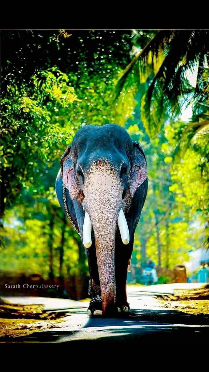 코끼리 케랄라 제작: 21437ankith, kerala elephants HD 전화 배경 화면