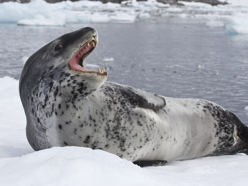 Holy S***': Man Terrified After Seal on Beach Comes Back to Life, leopard seal HD wallpaper