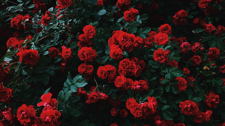 Esthétique rouge, champ de fleurs rouges esthétiques Fond d'écran HD
