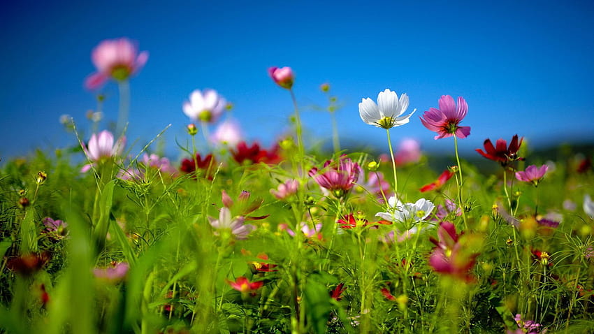 5 Spring For, rustic spring HD wallpaper