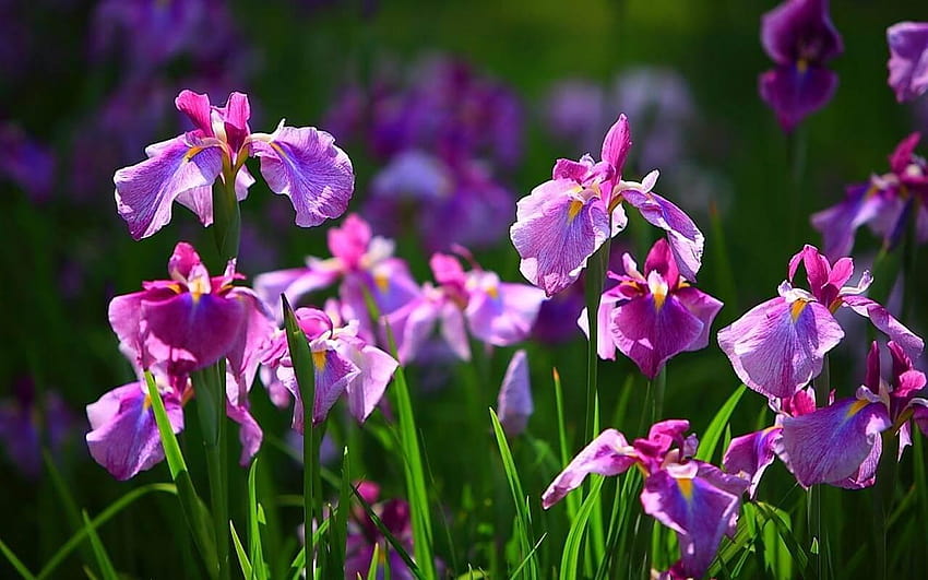 Iris Flower para Android, lirios fondo de pantalla