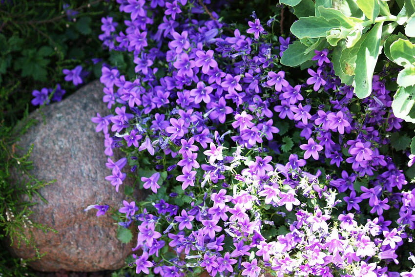 Aubrieta Hochwertige, violette Aubrieta-Blüten HD-Hintergrundbild