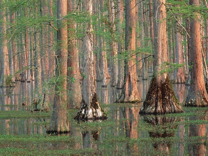 Looks like Santee Cooper South Carolina, old trees swamp HD wallpaper