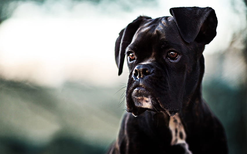 black boxer dog, puppy, close HD wallpaper