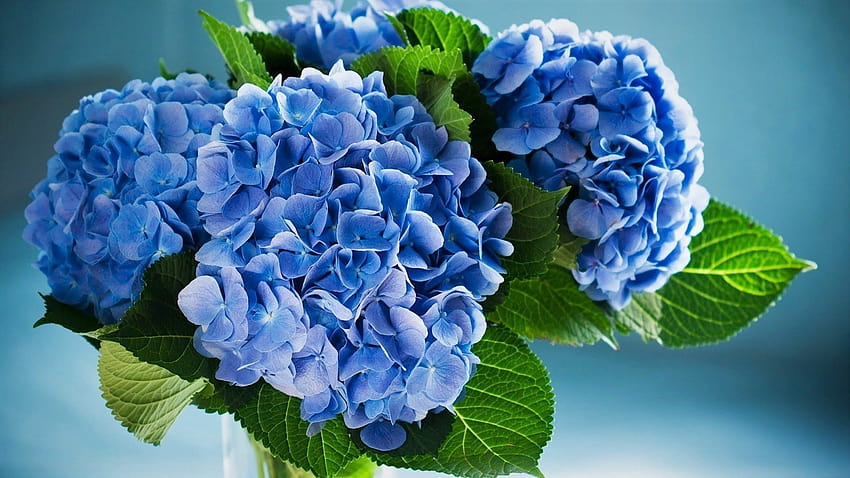 Hortensias azules fondo de pantalla
