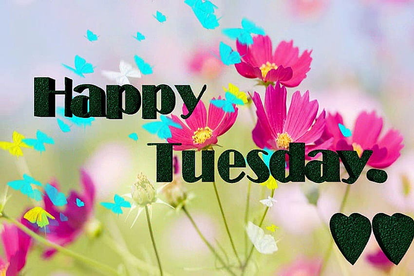 Happy tuesday Good Morning Wishes,Happy ...dailymotion HD wallpaper ...