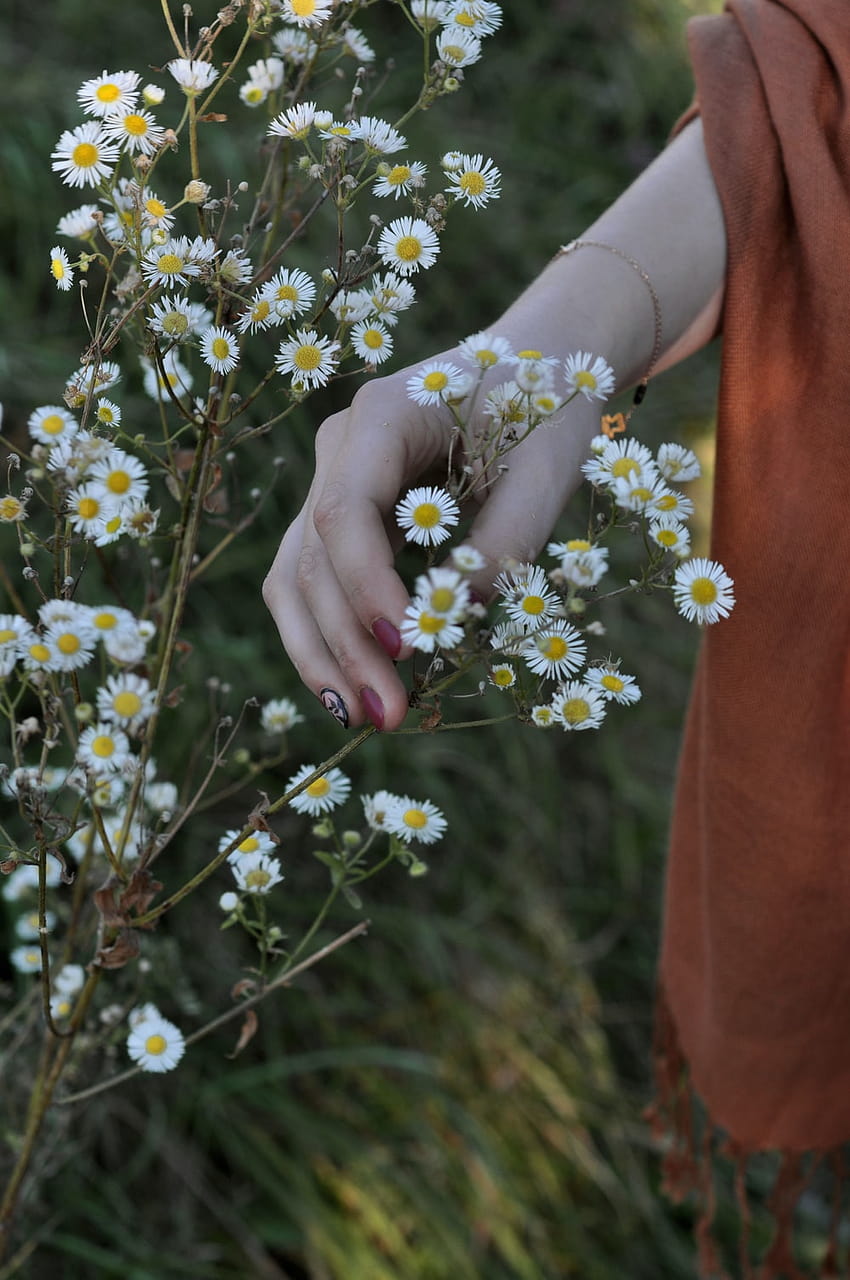 Person holding white baby's breath flower – Carpathian mountains, baby ...