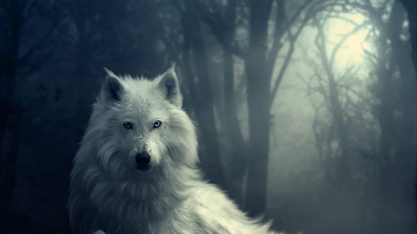Lobo blanco en la noche, lobos salvajes HD wallpaper