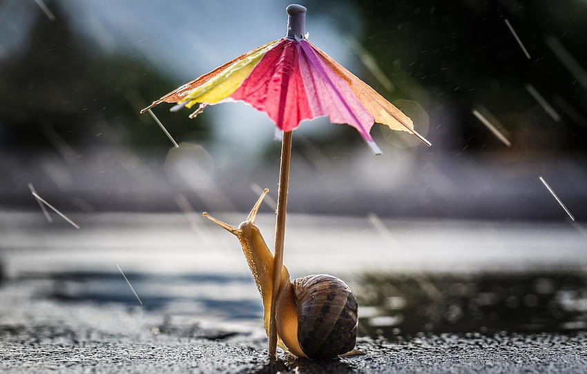 droga, krople, makro, poza, parasol, tła, ślimak Tapeta HD