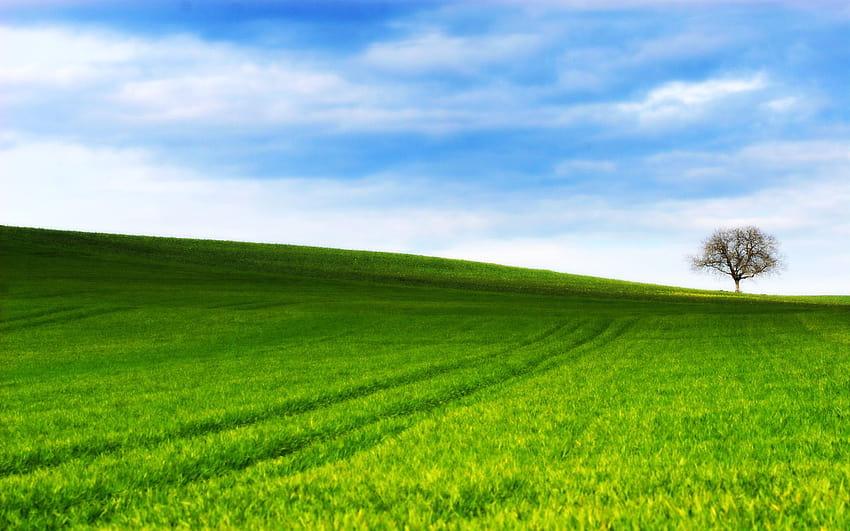 Grasiger Hügel in der Grafschaft Nottingham, grasbewachsene Hügel des Anime HD-Hintergrundbild