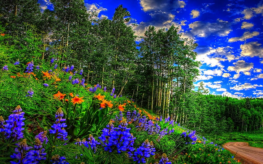 Spring Forest Sky Clouds Flowers Forest Road : 13, spring skies HD wallpaper
