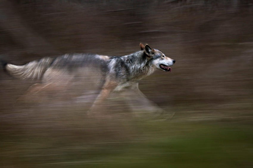 running wolf HD wallpaper