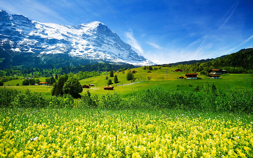 Spring Landscape Nature Switzerland Meadow With Yellow Flowers And Green Grass Mountainous … in 2021 HD wallpaper