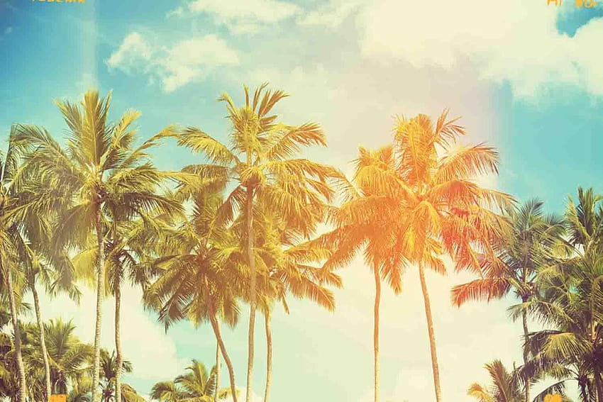 miami florida palm trees and skyline HD wallpaper