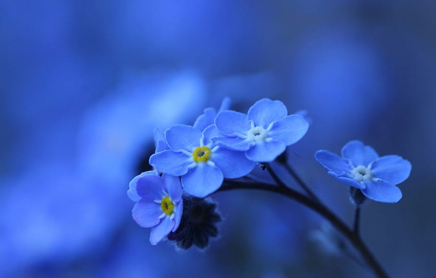 macro, background, bokeh, forget, forget me not HD wallpaper
