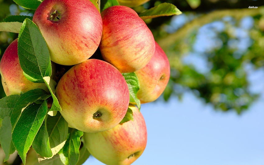 de manzanos, arboles frutales fondo de pantalla