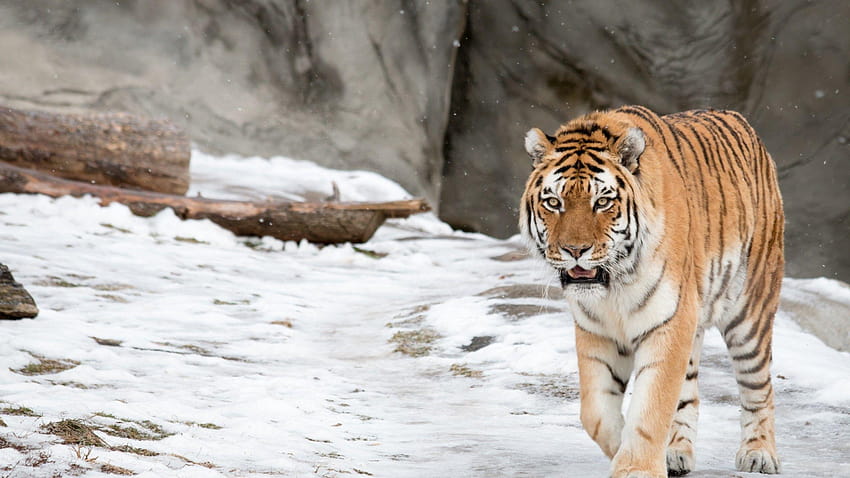 Siberian Tiger, Amur Tiger, , Animals, snow tiger HD wallpaper