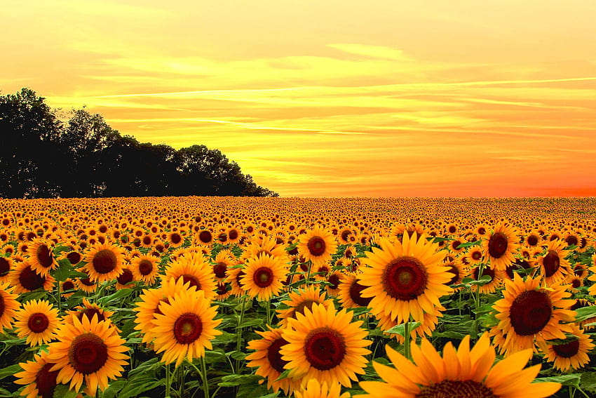 6 Sunflowers, sunflowers field at sunset HD wallpaper