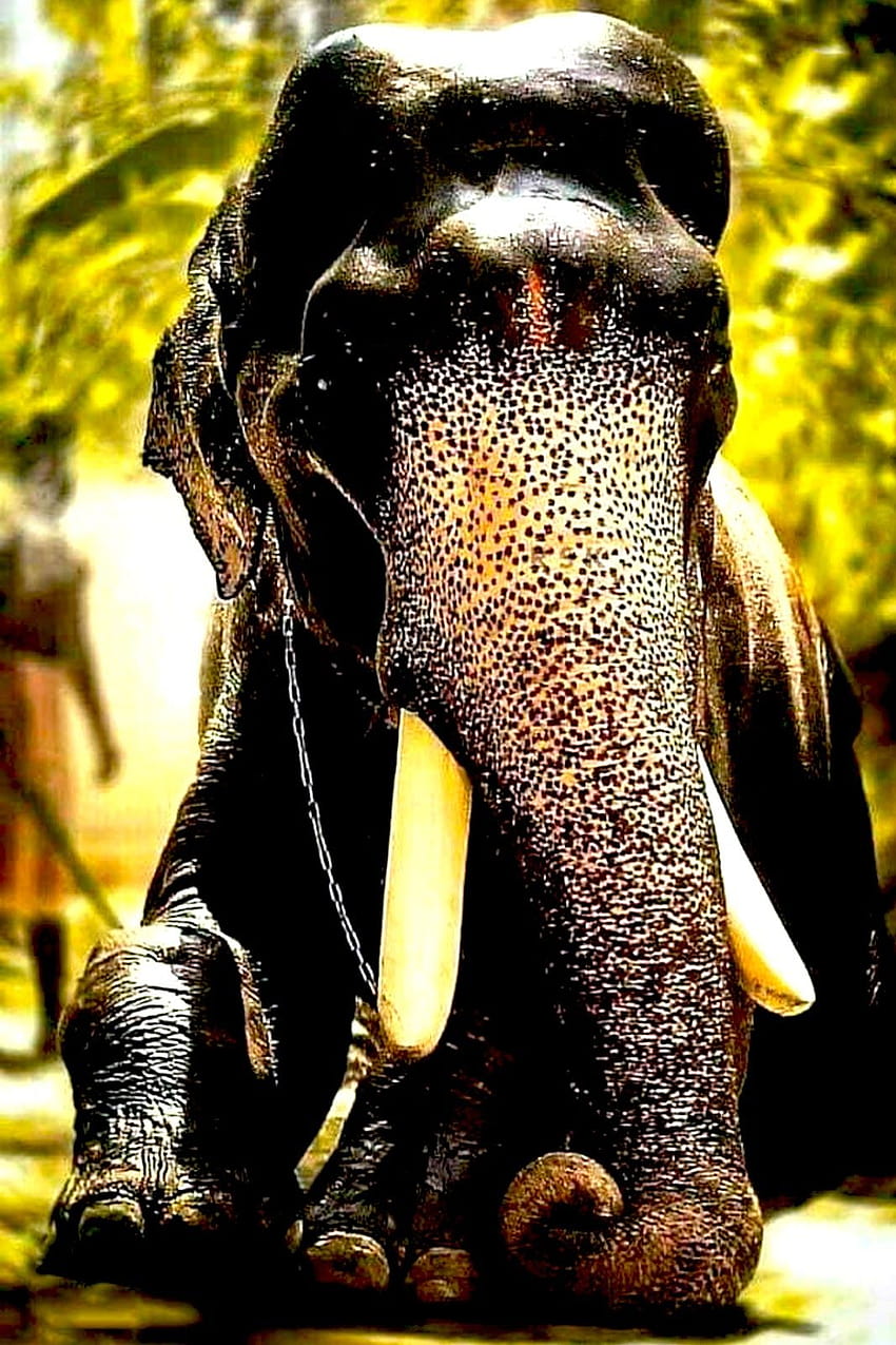 ケララ州の象、マンガラムクンヌ カルナン HD電話の壁紙
