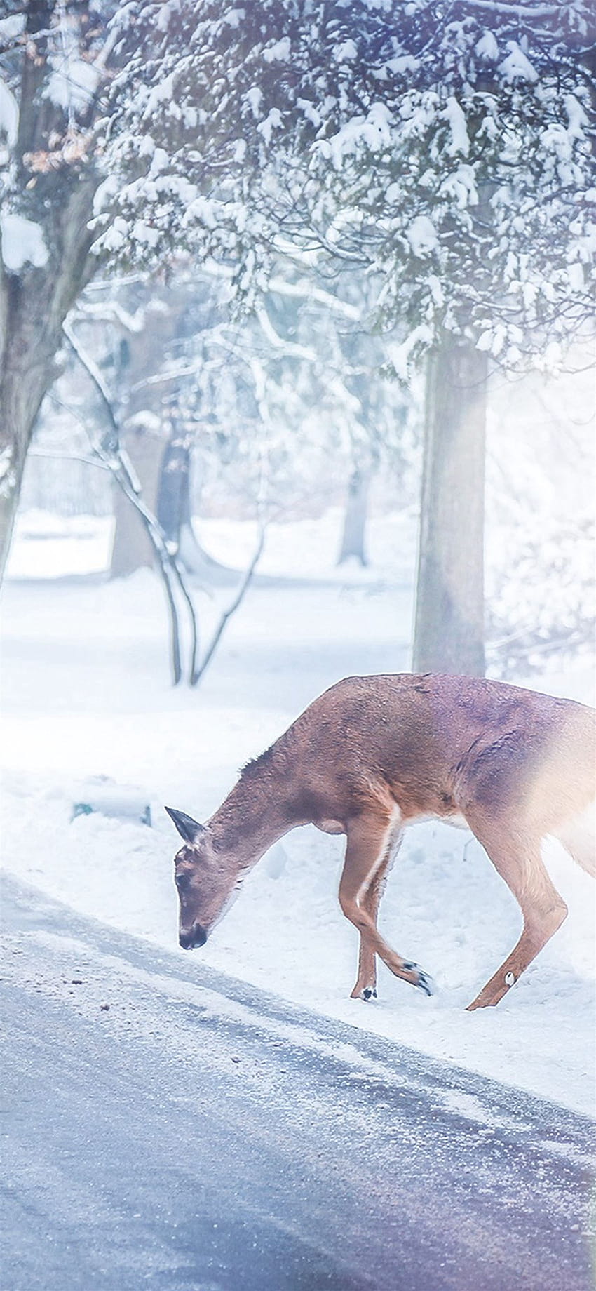 크리스마스 사슴 거리 눈 겨울 자연 동물 화이트 아이폰 X, 크리스마스 아이폰 XS 맥스 HD 전화 배경 화면