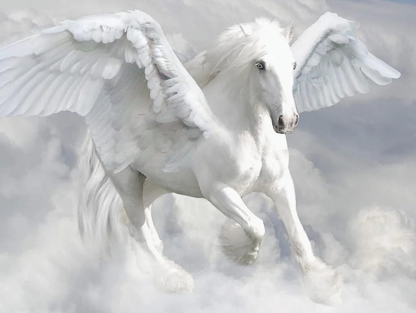 White Pegasus HD wallpaper