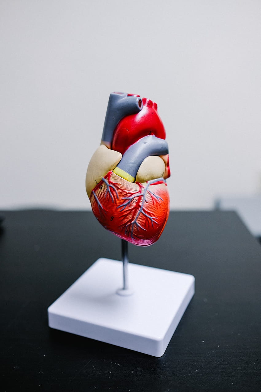 Heart Anatomy, human physiology HD phone wallpaper