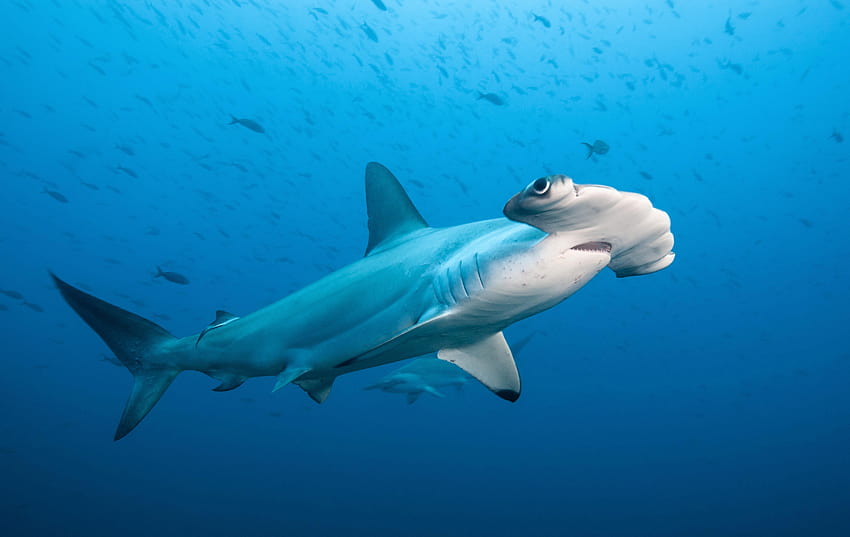 Fundos de tubarão-martelo, tubarões-martelo papel de parede HD