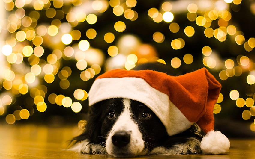Border Collie Dogs Christmas Winter hat Animals 1920x1200, dogs in lights HD wallpaper