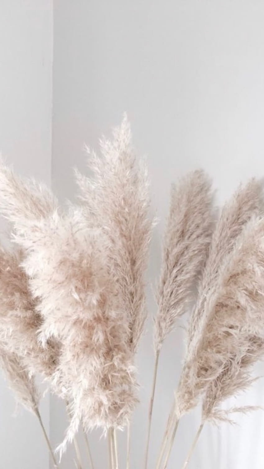 pampas inspo shared by Aleyna HD phone wallpaper