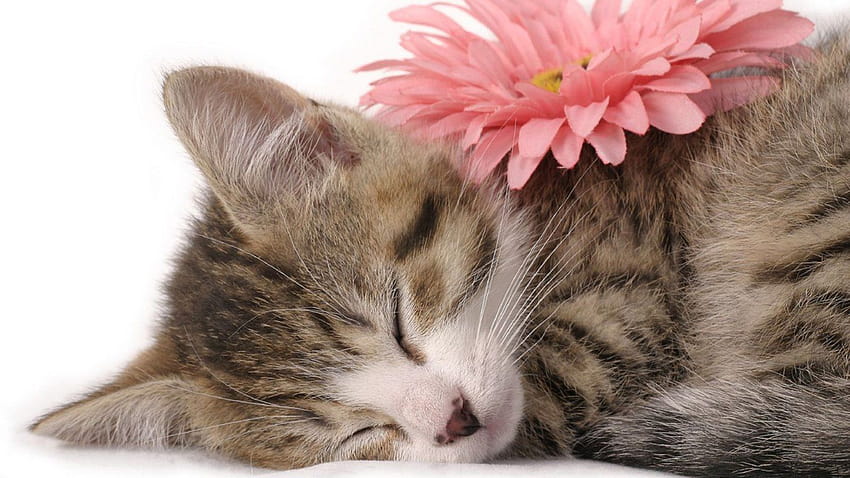 cute kittens cute kitten american shorthair [1366x768] for your , Mobile & Tablet HD wallpaper