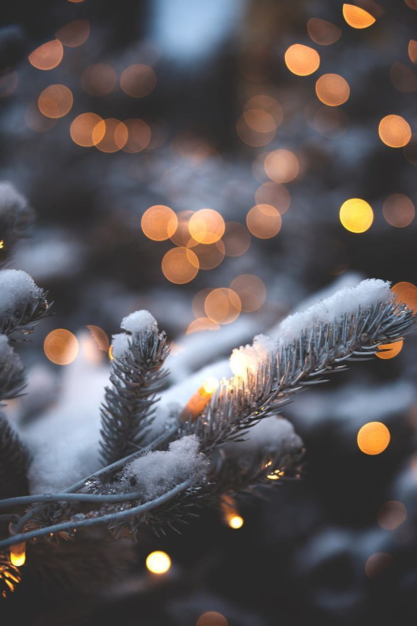 반짝반짝 빛나는 불빛, 요정 불빛 겨울에 대한 눈 덮인 소나무의 실루엣 HD 전화 배경 화면