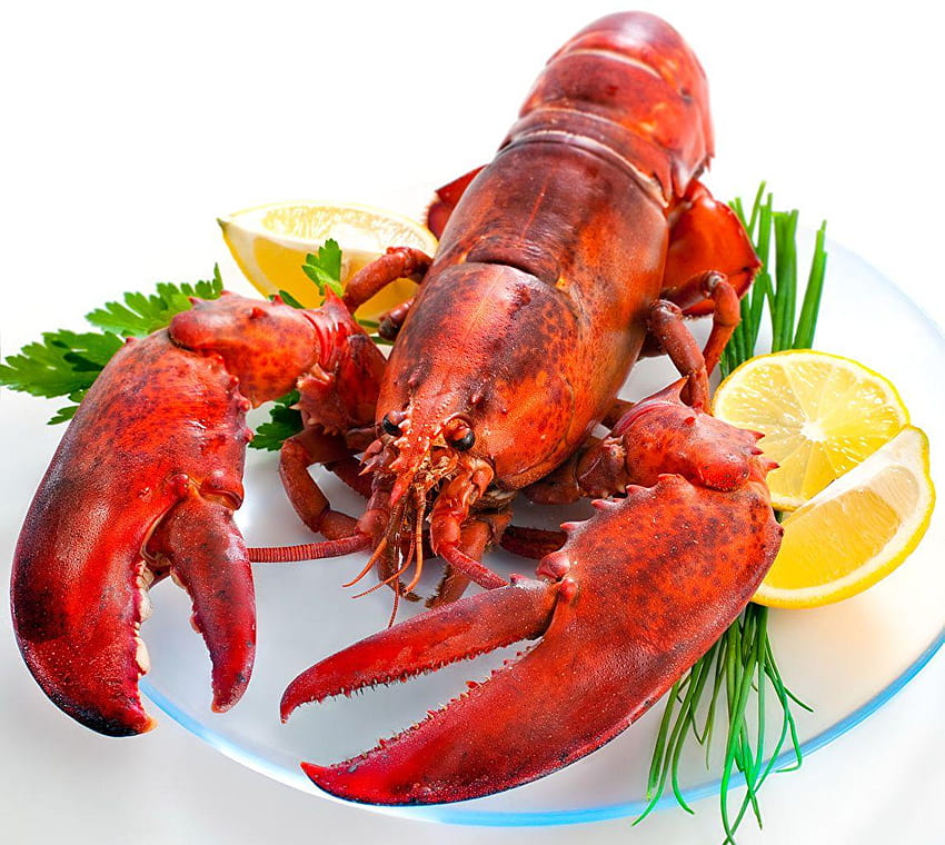 Nephropidae Lemons Food Seafoods Latar belakang putih, lobster Wallpaper HD