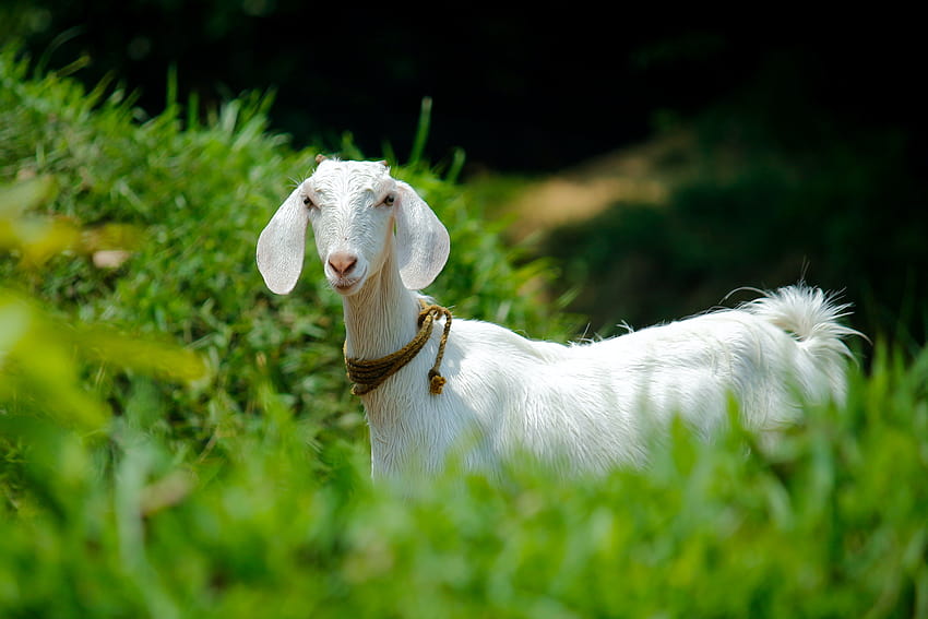 White Goat in Grass Field · Stock HD wallpaper