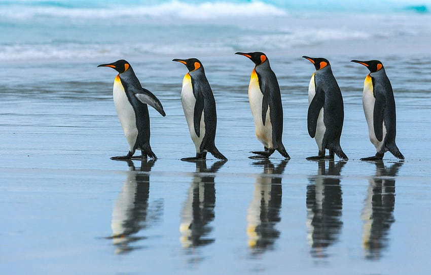 sea, beach, the ocean, pack, penguins, walk, Emperor penguin , section животные HD wallpaper