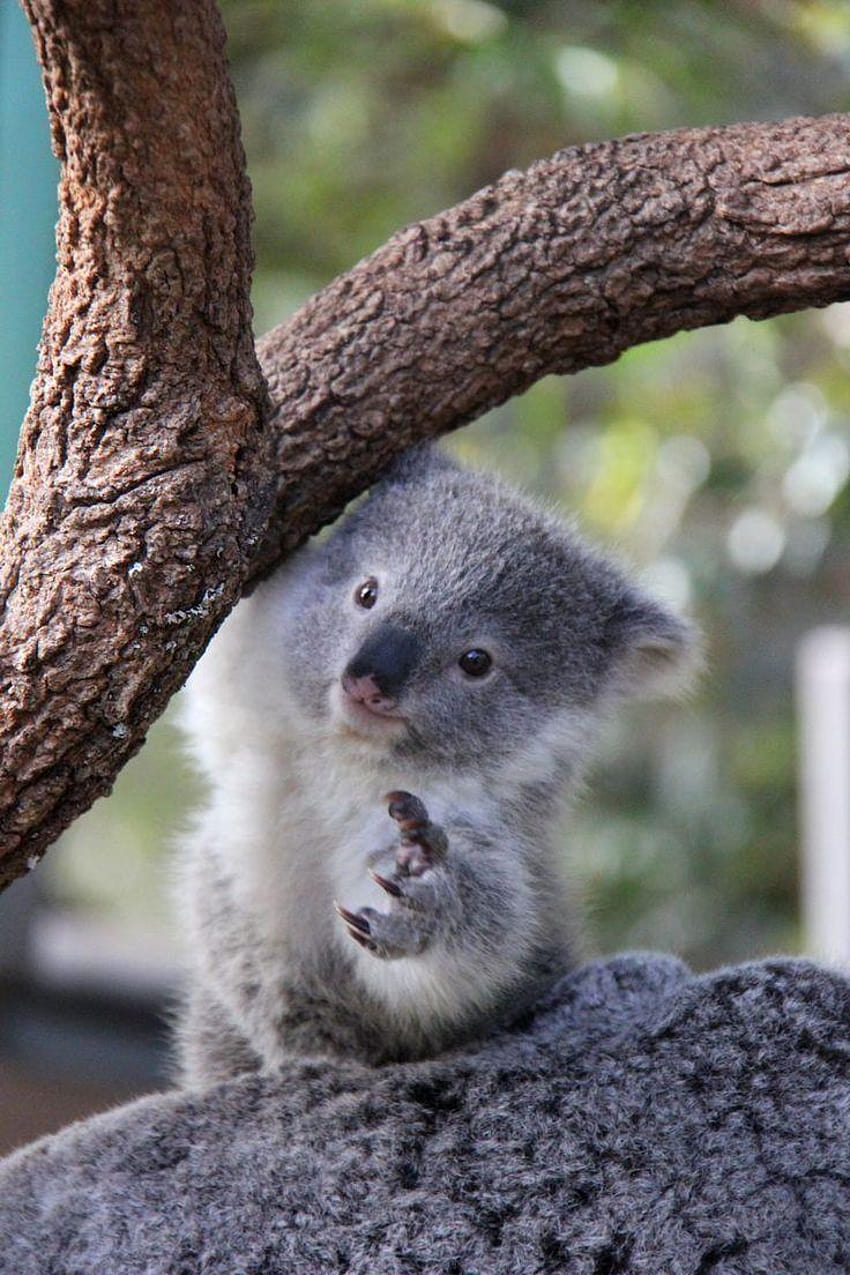 Terrific Pics Of Koalas Babies 216 Best Baby On Pinterest, baby koala HD phone wallpaper