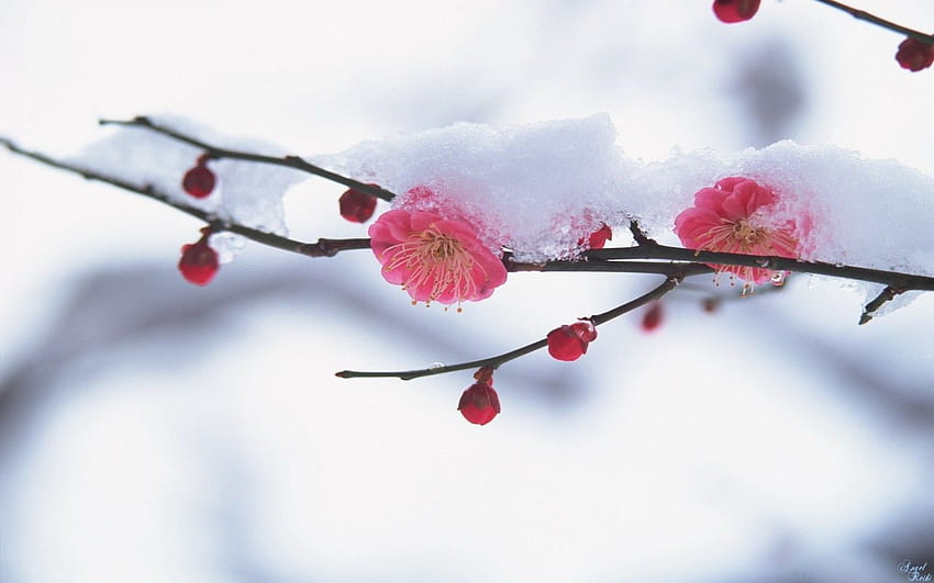 Early spring, winter to spring HD wallpaper Pxfuel
