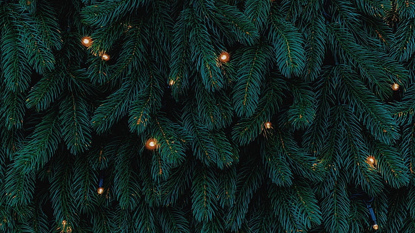 Nature Trees Branch Needles Pine Trees Lights Christmas Lights, pine and christmas lights HD wallpaper
