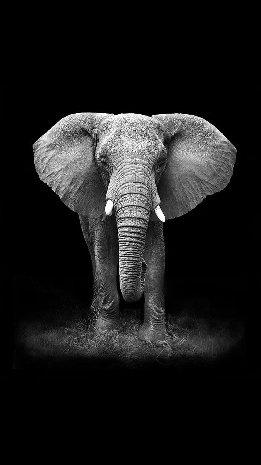Elephant iPhone Backgrounds, animal elephant HD phone wallpaper