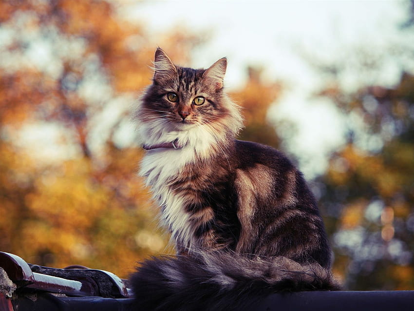 Siberian cat outdoors in autumn and, fall cats HD wallpaper