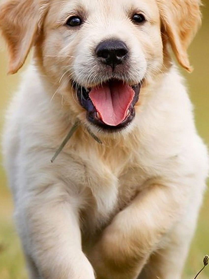 Puppies Cellphone Best Cute puppy [1080x1920] for your , Mobile ...
