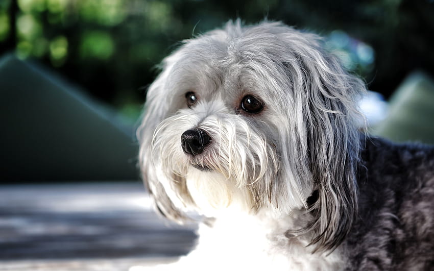 Havanese, pets, Havana Bichon, fluffy dog, cute animals, Bichon Havanese, dogs, Havana Bichon Dog with resolution 3840x2400. High Quality HD wallpaper