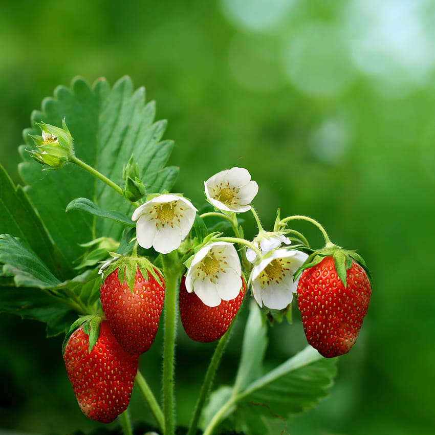 2780x2780 strawberries, berries, ripe, flowers, flowers and berries HD phone wallpaper