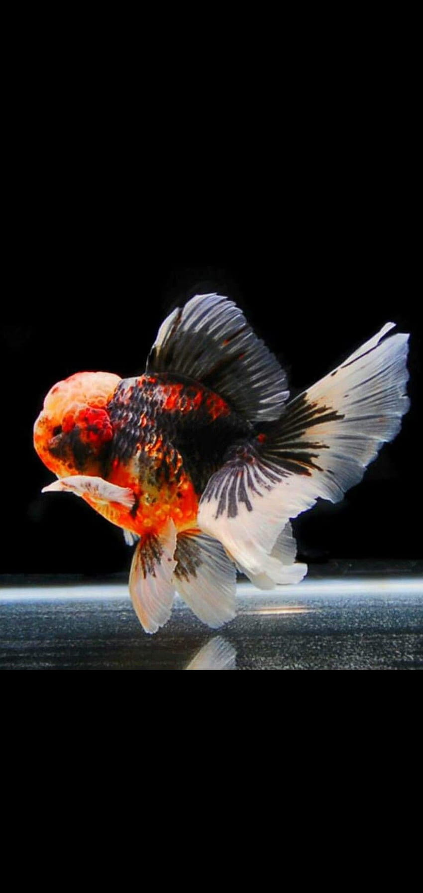 Muy lindo Oranda Goldfish fondo de pantalla del teléfono