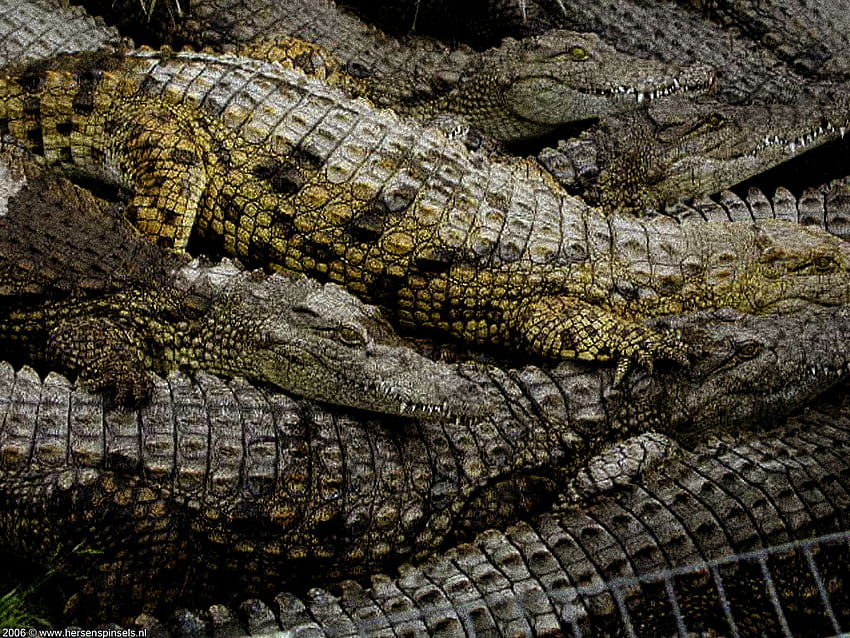 Black Alligator Pics com, crocodile skin HD wallpaper