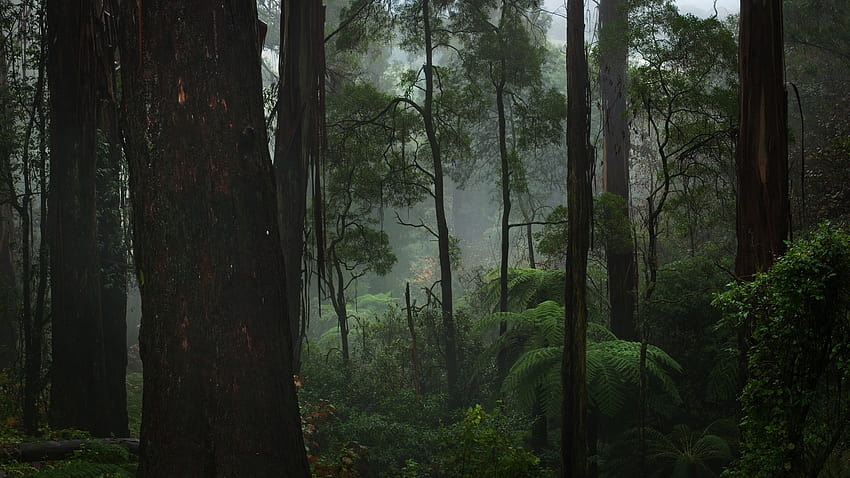 Forest Fog Wal [1920x1080] за вашия мобилен телефон и таблет, дъждовна мъглива гора HD тапет