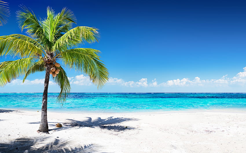 noci di cocco su palma, isola tropicale, concetti di viaggio, estate, oceano, laguna blu, azzurro, spiaggia, sabbia, onde, palma con risoluzione 2880x1800. Onde di sabbia da spiaggia di alta qualità, palme Sfondo HD