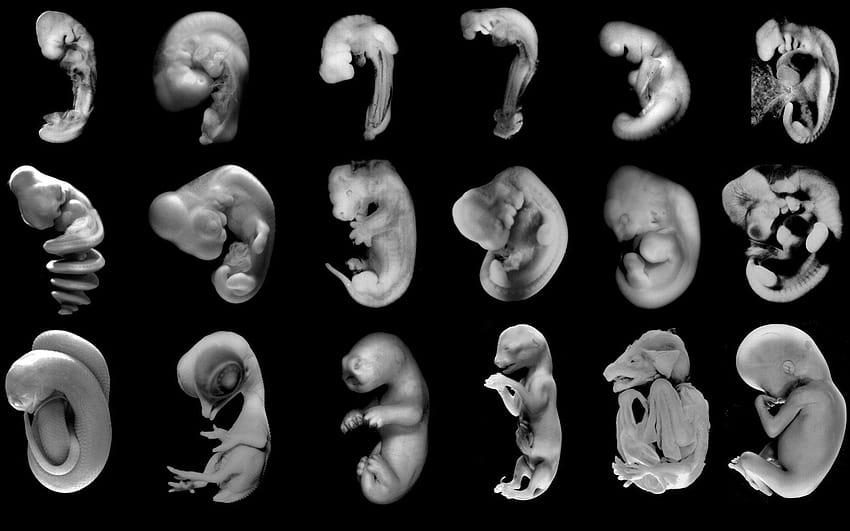 Best 4 Embryo on Hip HD wallpaper