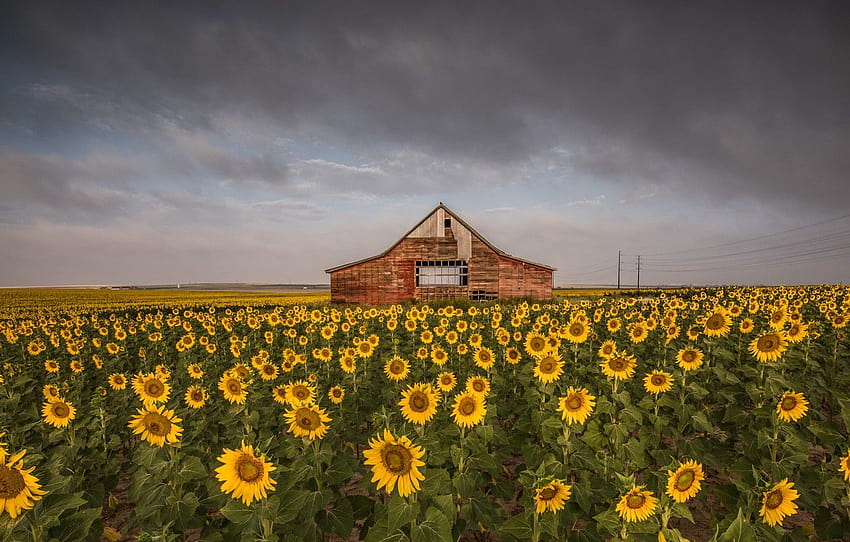field, summer, the sky, clouds, sunflowers, flowers, clouds, yellow, the barn, wooden, house, the barn, a lot, sunflower, plantation, cloudy , section пейзажи, summer cloudy HD wallpaper