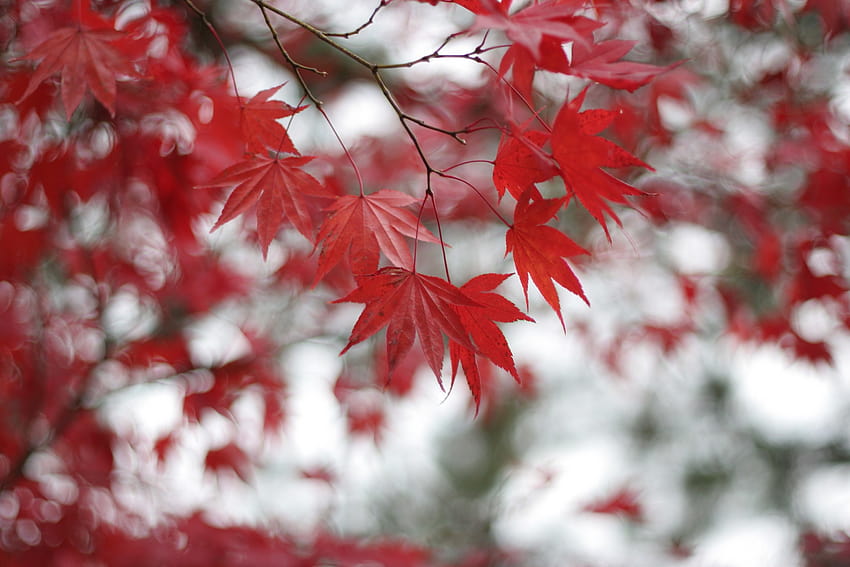: leaves, nature, red, winter, selective coloring, branch, frost, blossom, autumn, flower, season, petal, 2048x1365 px, land plant, flowering plant, woody plant, maple tree, maple leaf 2048x1365, winter maple HD wallpaper