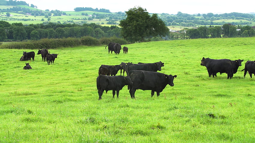 A carne bovina Aberdeen Angus deve manter um prêmio no mercado papel de parede HD